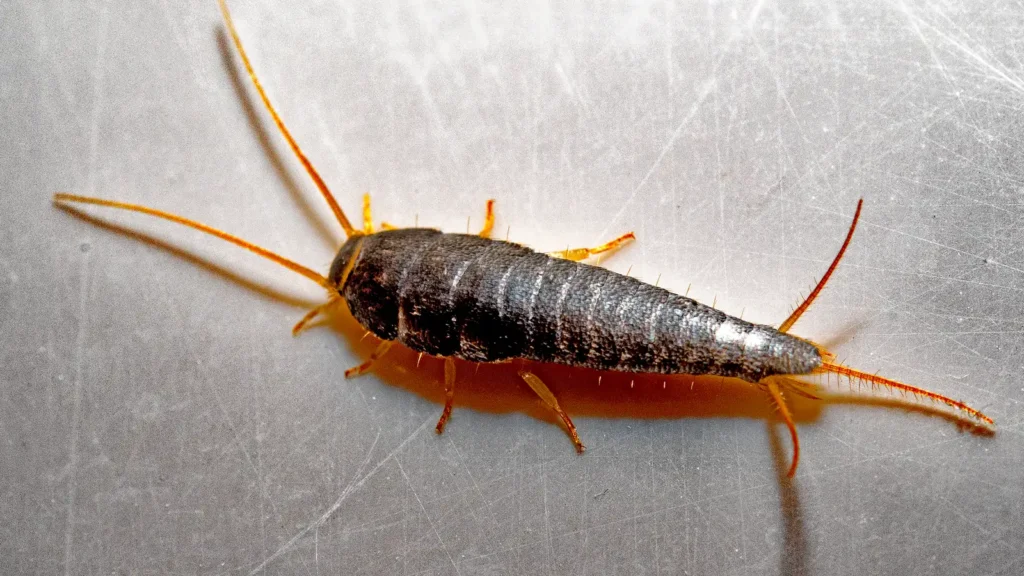 Pececillos de plata en casa: qué son y cómo eliminarlos 1 Pececillo de plata (Lepisma saccharina) sobre una superficie rugosa