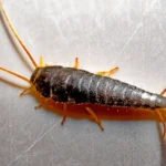 Pececillo de plata (Lepisma saccharina) sobre una superficie rugosa