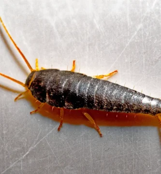 Pececillo de plata (Lepisma saccharina) sobre una superficie rugosa