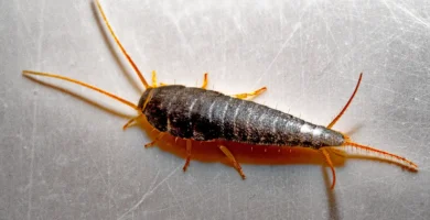 Pececillo de plata (Lepisma saccharina) sobre una superficie rugosa