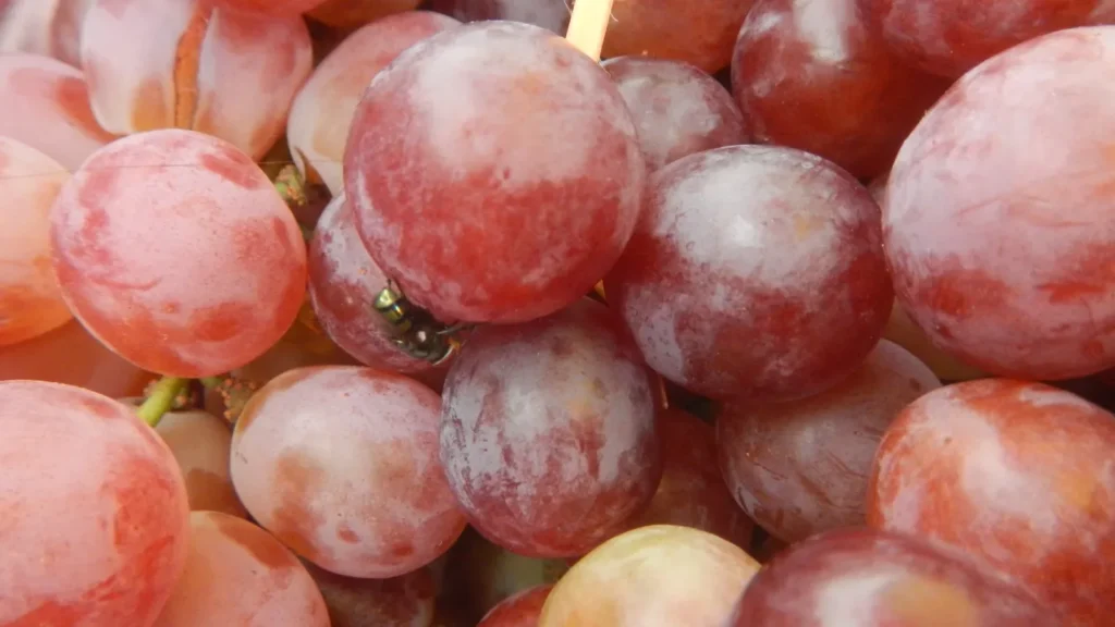 Plaga de moscas: cómo saber si la tienes y cómo se elimina 1 Varias moscas domésticas posadas sobre alimentos en un mostrador de comida