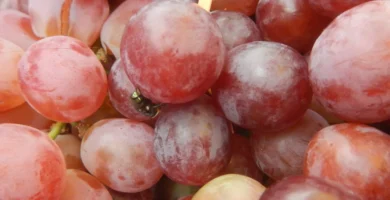 Varias moscas domésticas posadas sobre alimentos en un mostrador de comida