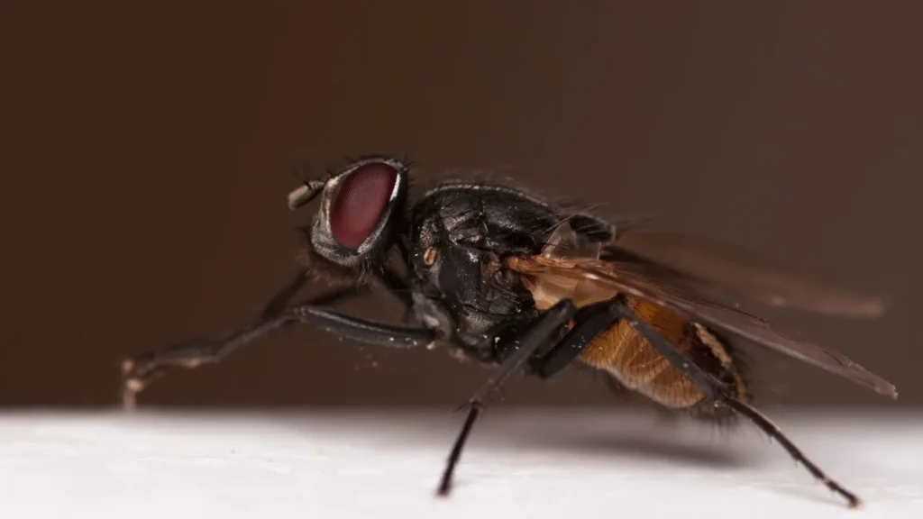 Plaga de moscas: cuándo deja de ser una molestia y qué hacer 1 Mosca doméstica (Musca domestica) vista de perfil