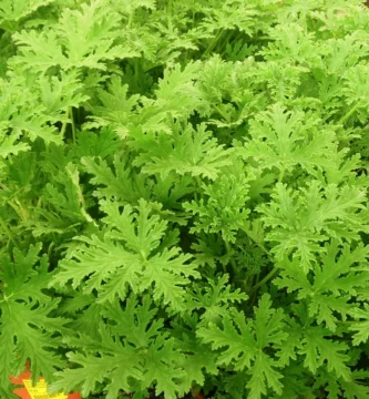 Planta antimosquitos (Pelargonium 'Citrosum') con hojas verdes y tallos