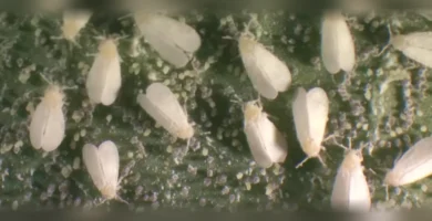 Plantas que ahuyentan moscas: cuáles sirven de verdad y cómo usarlas 7 plantas contra las moscas 16x9 1