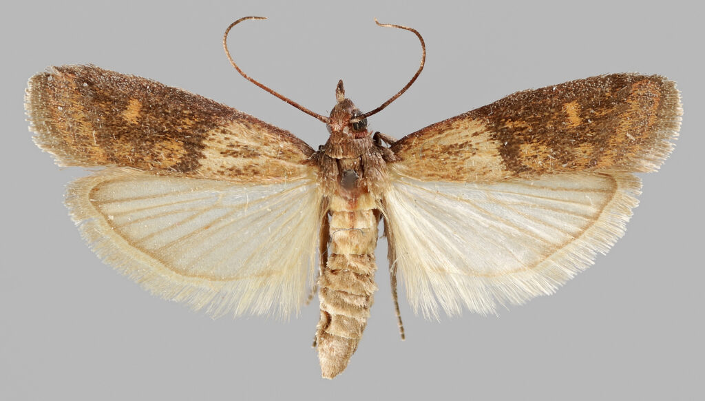 Bichos pequeños en casa: qué son y cómo identificarlos 1 Polilla de la despensa (Plodia interpunctella) sobre fondo claro