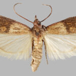 Polilla de la despensa (Plodia interpunctella) sobre fondo claro