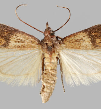 Polilla de la despensa (Plodia interpunctella) sobre fondo claro