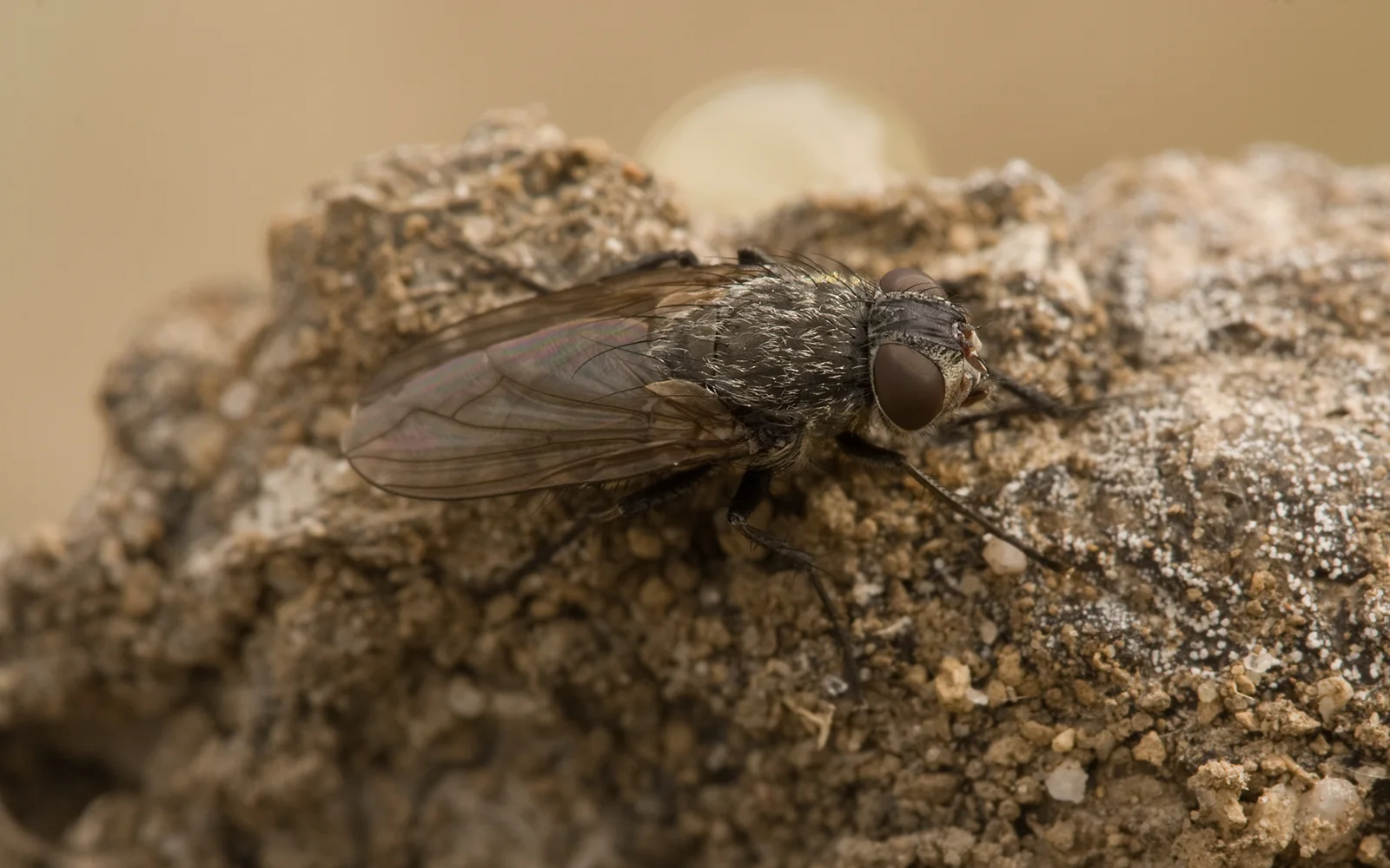 Mosca de los racimos (Pollenia rudis) posada sobre una superficie clara