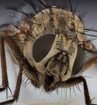 Mosca doméstica (Musca domestica) posada sobre una superficie, vista de cerca