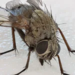 Mosca doméstica (Musca domestica) fotografiada de cerca sobre una superficie clara