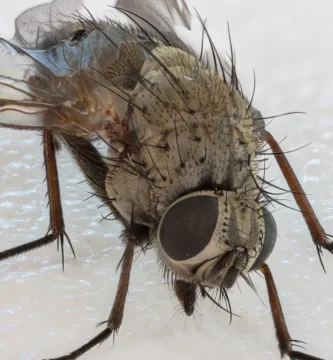 ¿Por qué es tan difícil matar una mosca? La ciencia del manotazo 1 Mosca doméstica (Musca domestica) fotografiada de cerca sobre una superficie clara