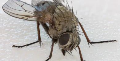 ¿Por qué es tan difícil matar una mosca? La ciencia del manotazo 10 Mosca doméstica (Musca domestica) fotografiada de cerca sobre una superficie clara