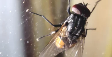 Mosca de otoño (Musca autumnalis), una de las especies que aparece en septiembre y octubre