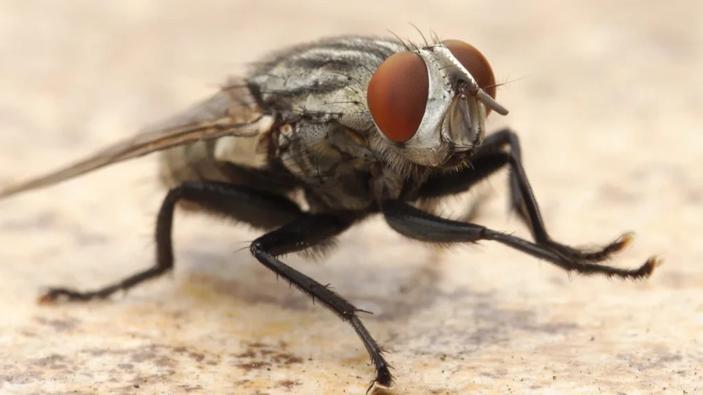 ¿Por qué las moscas se frotan las patas? 1 Mosca de la carne (Sarcophaga) frotándose y limpiándose las patas delanteras
