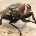 Mosca de la carne (Sarcophaga) frotándose y limpiándose las patas delanteras