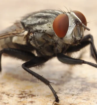 Mosca de la carne (Sarcophaga) frotándose y limpiándose las patas delanteras