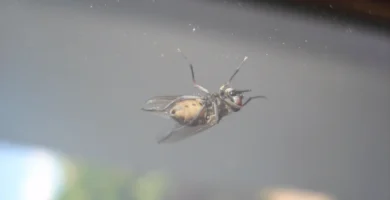 ¿Por qué las moscas se pegan a la luz y a las ventanas? 4 Mosca doméstica posada en el cristal de una puerta dentro de una casa
