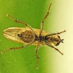 Mosca doméstica posada sobre el cristal de una ventana