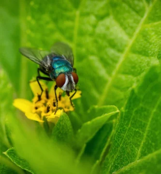 Primer plano de una mosca doméstica (Musca domestica) sobre una superficie clara