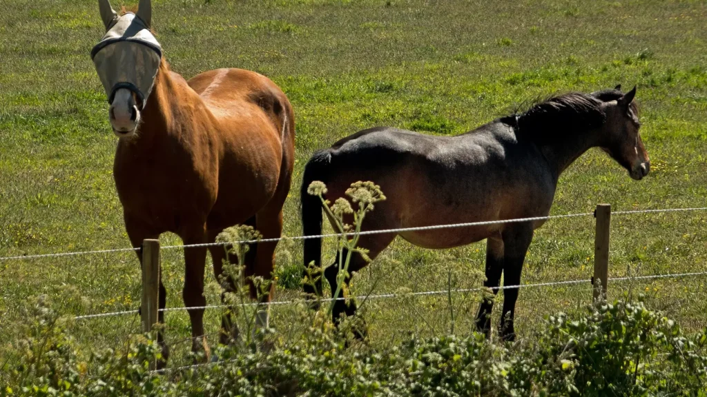 Métodos para proteger a los caballos de las moscas 1 Caballo con máscara antimoscas para protegerse de las moscas