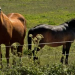 Caballo con máscara antimoscas para protegerse de las moscas