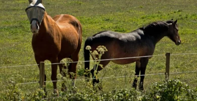 Caballo con máscara antimoscas para protegerse de las moscas