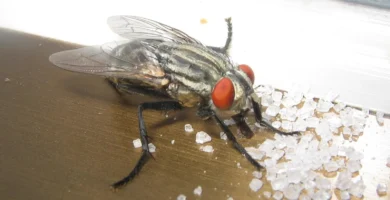 Mosca doméstica posada sobre azúcar, con la probóscide extendida para alimentarse