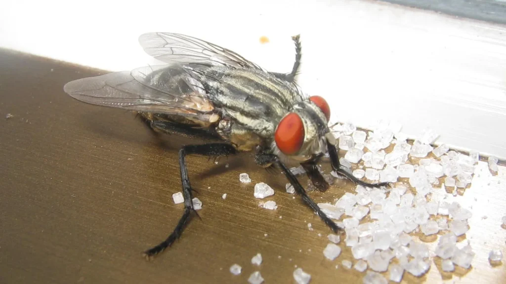 ¿Qué comen las moscas? Dieta, cómo se alimentan y por qué no pican 1 Mosca doméstica (Musca domestica) alimentándose de azúcar