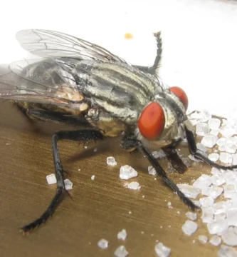 Mosca doméstica (Musca domestica) alimentándose de azúcar