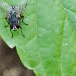 Mosca doméstica (Musca domestica) posada sobre una hoja de una planta