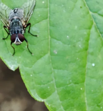 ¿Qué hacen las moscas cuando llueve? Dónde se esconden y por qué aparecen antes 2 Mosca doméstica (Musca domestica) posada sobre una hoja de una planta