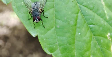 ¿Qué hacen las moscas cuando llueve? Dónde se esconden y por qué aparecen antes 11 Mosca doméstica (Musca domestica) posada sobre una hoja de una planta