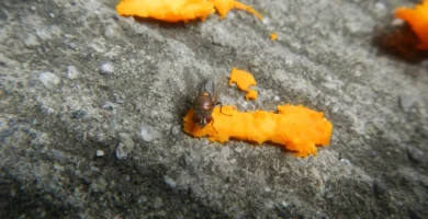 ¿Qué pasa si me trago una mosca? 9 Dos moscas domésticas posadas sobre un trozo de fruta, alimentándose