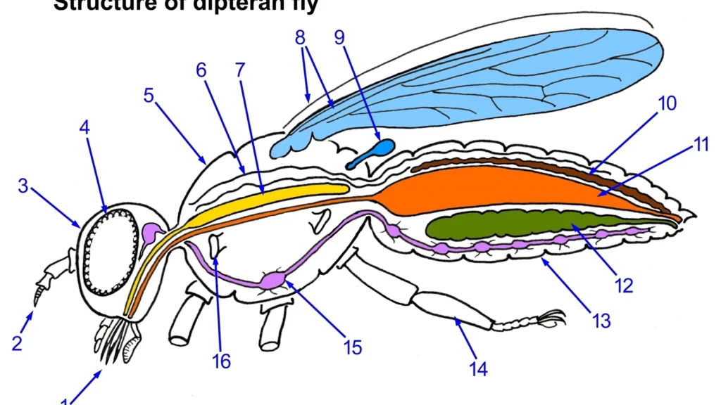 Anatomía de una mosca: el espiráculo (16) es la abertura por la que el aire entra en la tráquea