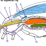 Anatomía de una mosca: el espiráculo (16) es la abertura por la que el aire entra en la tráquea
