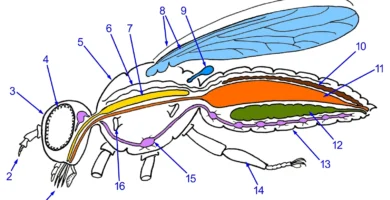Anatomía de una mosca: el espiráculo (16) es la abertura por la que el aire entra en la tráquea