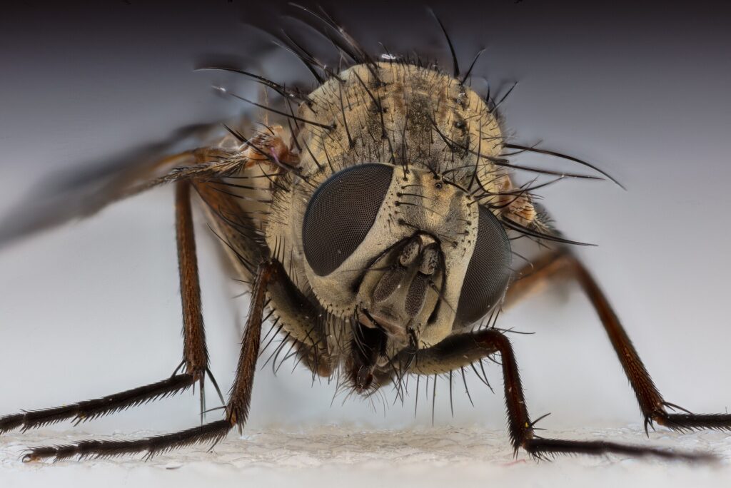 ¿Las moscas tienen sangre? Qué es la hemolinfa y por qué no es roja 1 Mosca doméstica (Musca domestica) posada sobre una hoja, con los ojos rojos visibles