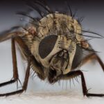 Mosca doméstica (Musca domestica) posada sobre una hoja, con los ojos rojos visibles