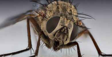 ¿Las moscas tienen sangre? Qué es la hemolinfa y por qué no es roja 5 Mosca doméstica (Musca domestica) posada sobre una hoja, con los ojos rojos visibles