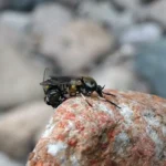 Dos moscas negras (familia Simuliidae) apareándose junto a un río
