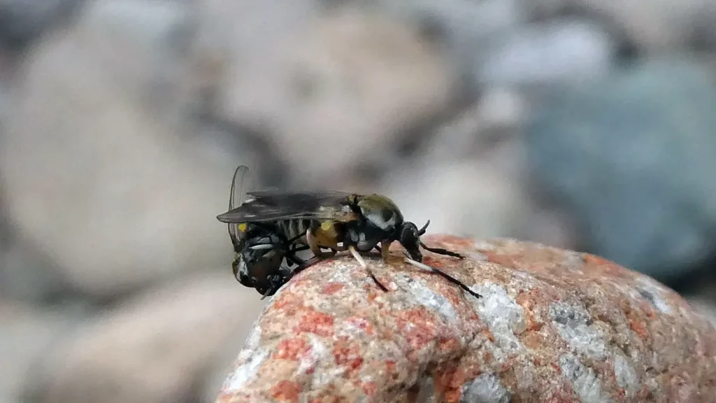 Dos moscas negras (familia Simuliidae) apareándose junto a un río