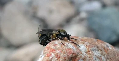 Síntomas de la picadura de la mosca negra 5 Dos moscas negras (familia Simuliidae) apareándose junto a un río