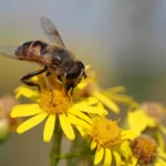 Sírfido Eristalis tenax, una mosca que parece una abeja, posado sobre una flor