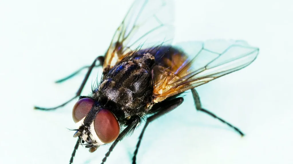 Mosca doméstica (Musca domestica)
