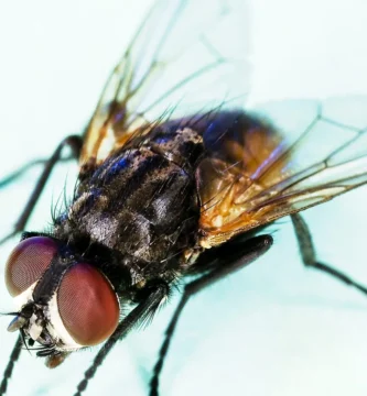Mosca doméstica (Musca domestica)