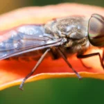 Tábano (Tabanus bovinus) posado sobre una flor