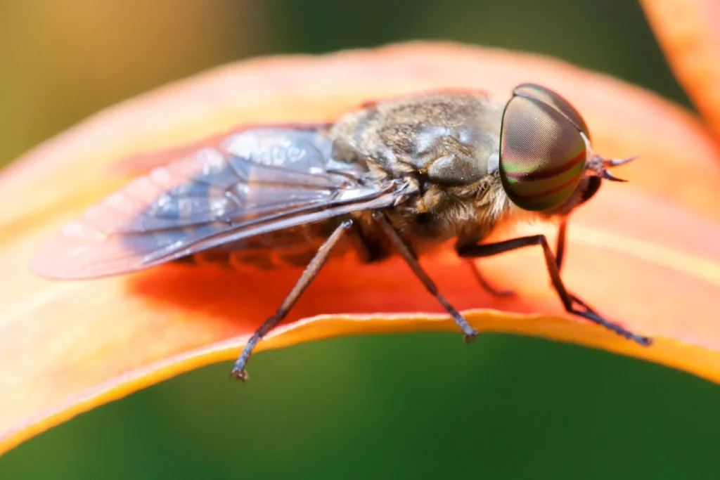 Tábano vs mosca de caballo: cómo distinguirlos 1 Tábano (Tabanus bovinus) posado sobre una flor