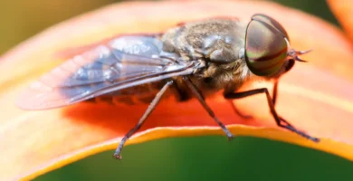 Tábano (Tabanus bovinus) posado sobre una flor