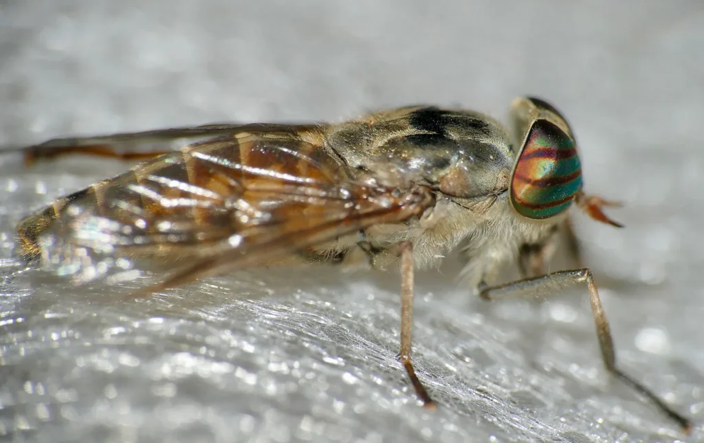 ¿Tienen dientes las moscas? Por qué «muerden» sin tenerlos 1 Tábano hembra (Tabanus tergestinus): la boca que corta la piel sin tener dientes